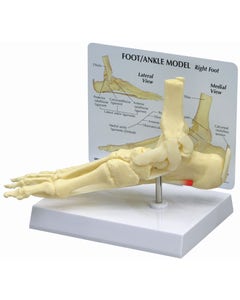 Foot/Ankle Model